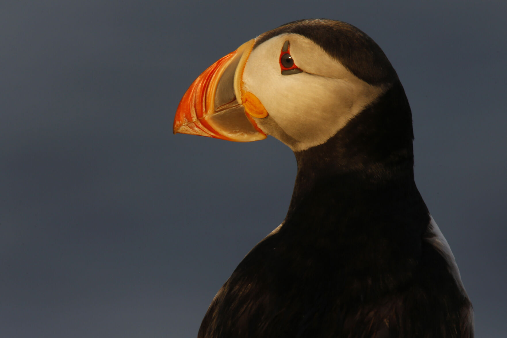 Puffin